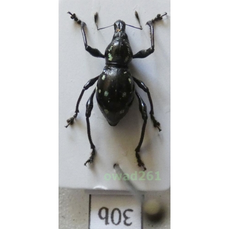 Metapocyrtus rufipes (G.R.Waterhouse, 1843) female Philippines30b